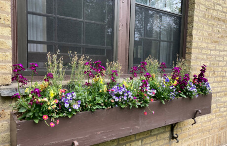 Windowbox full of spring annuals.