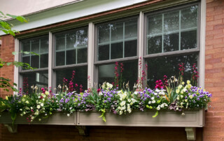 Large windowbox full of spring annuals