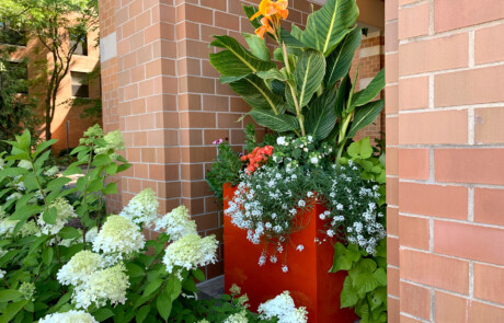 Red pot full of summer annuals next to white hydrangea.