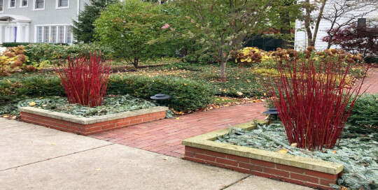 Winter Bed Coverings - Red Branches with evergreens covering the ground