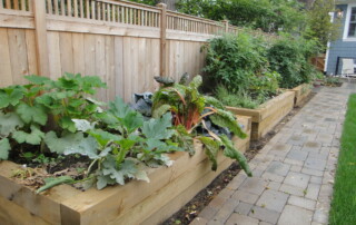Vegetable garden in the summertime.